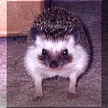 Samuel L Hedgehog