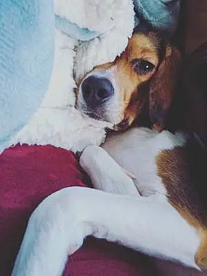 Name Beagle Dog Kairi