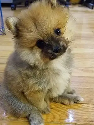 Name Pomeranian Dog Gambit