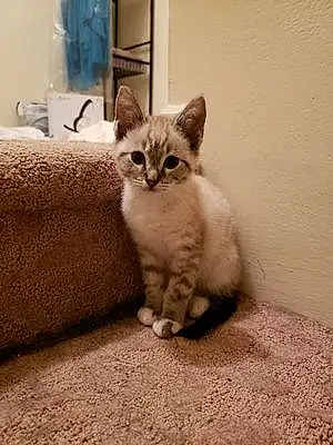 Name Siamese Cat Kenji