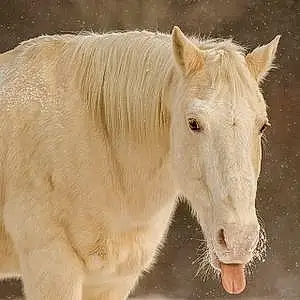 Name Horse Dawson