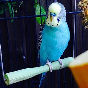 Name Parakeet Aqua