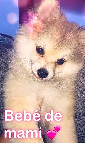 Name Pomeranian Dog Becky