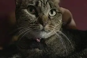 Name American Shorthair Cat Kitana