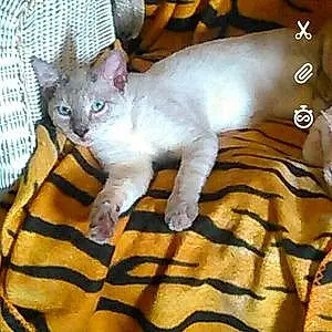 Name Siamese Cat Blanco