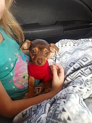 Name Chihuahua Dog Kola