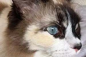 Name Ragdoll Cat Bluebelle