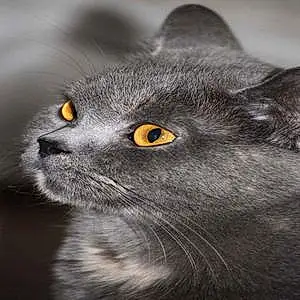 Name British Shorthair Cat Amira