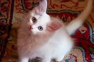 Name Turkish Van Cat Hedwig