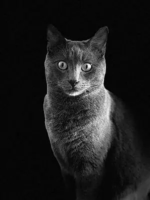 Name Russian Blue Cat Fitzgerald
