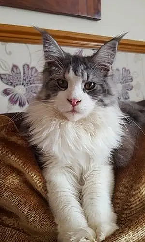 Name Maine Coon Cat Gaston