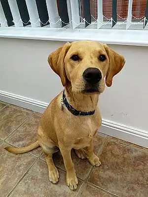 Name Labrador Retriever Dog Caleb