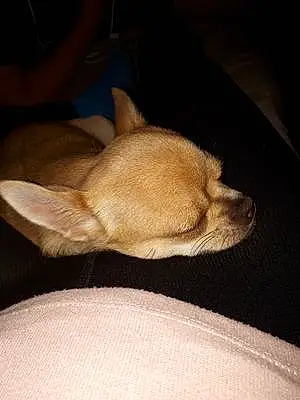 Name Chihuahua Dog Inca
