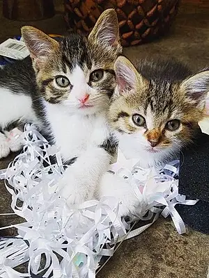 Name Cat Babies