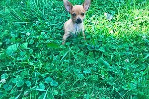 Name Chihuahua Dog Itsy