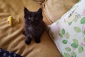 Name British Shorthair Cat Faye