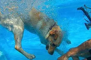 Name Labrador Retriever Dog Burt