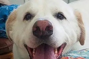 Name Great Pyrenees Dog Buford