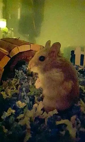 Name Hamster Gus-gus
