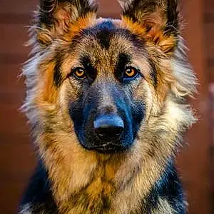 Name German Shepherd Dog Darcie