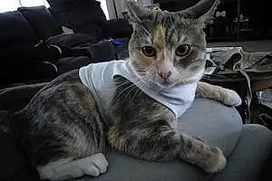 Name Cat Katara