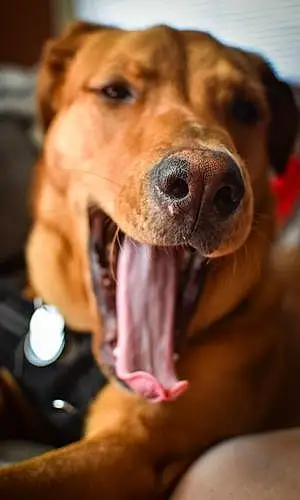 Name Labrador Retriever Dog Clifford