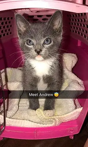 Name  Other Cat Andrew