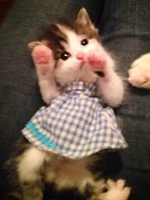 Name Cat Dorothy