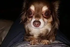 Name Chihuahua Dog Jingle