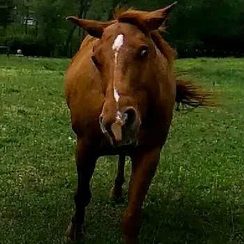 Scarlett (the Weirdo Horse)