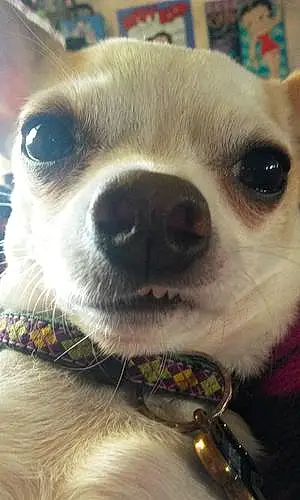 Name Chihuahua Dog Curtis