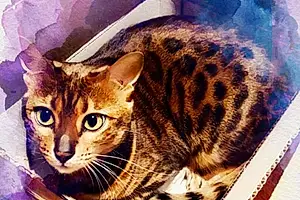 Name Bengal Cat Amira
