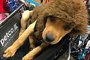 Name Labrador Retriever Dog Cam