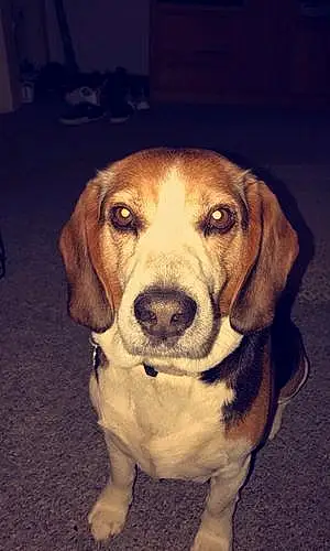 Name Beagle Dog Banner