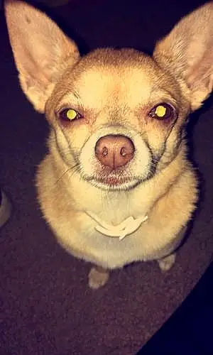 Name Chihuahua Dog Gypsie