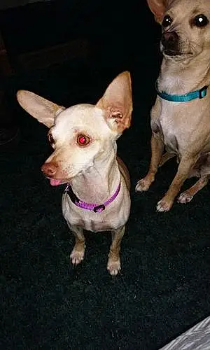 Name Chihuahua Dog Lilbit