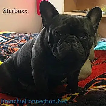 Starbuxx