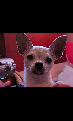 Name Chihuahua Dog Cc