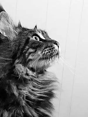 Name Maine Coon Cat Cougar