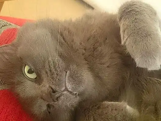 Cat, Whiskers, Chartreux, Korat, Nebelung, Russian blue, Eyes, Snout, Kitten, British Shorthair, Furry friends, Domestic short-haired cat, British longhair, Scottish Fold, Paw