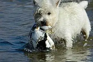 Name West Highland White Terrier Dog Floss