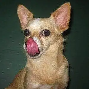 Name Chihuahua Dog Jordy
