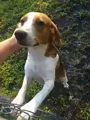Name Beagle Dog Coop