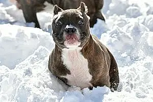 Name American Staffordshire Terrier Dog Kyah