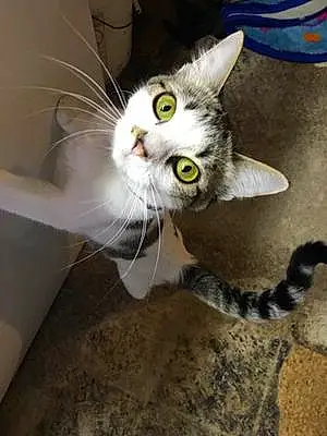 Name American Shorthair Cat Genevieve