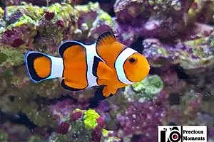 Fish Nemo