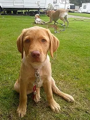 Name Labrador Retriever Dog Kimi