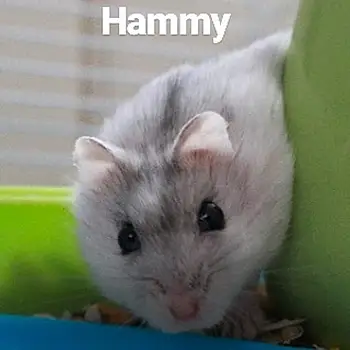 Hammy