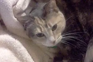 Name American Shorthair Cat Kimmy