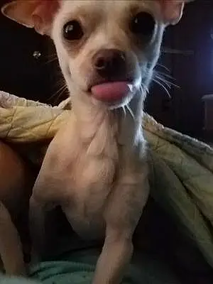 Name Chihuahua Dog Casanova